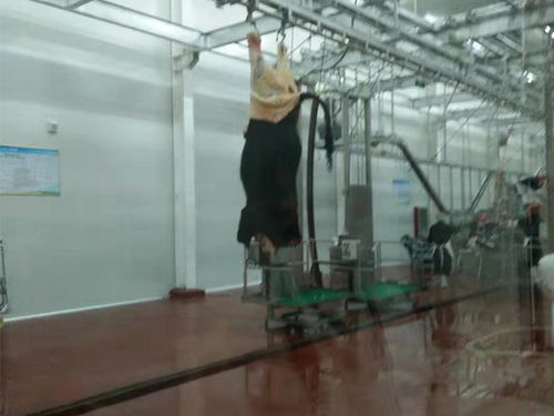 四川省電加熱湯池與省頭蹄清洗機(jī) 產(chǎn)品鑒別與服務(wù)價值解析